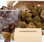 CHILDWEET Manual Chestnut Cutter Cross Opener Nut Cracker Quick Chestnut Cutting Tool for Home Use Walnut Opener Specialty Kitchen Gadget